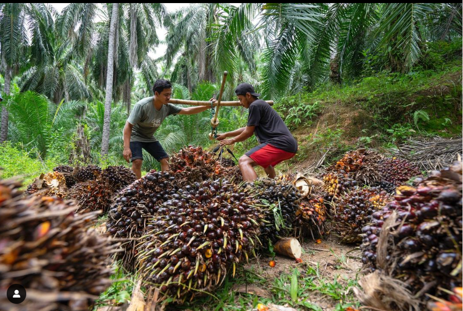 PENGELOLAAN LIMBAH PABRIK KELAPA SAWIT UNTUK PUPUK ORGANIK - BMM INFO